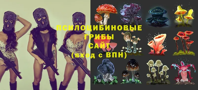 Псилоцибиновые грибы Psilocybine cubensis  OMG ONION  Лабинск 